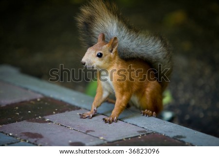 squirrel look