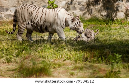 white tiger with her baby animals