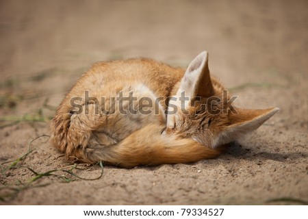 Fennec Fox Clipart