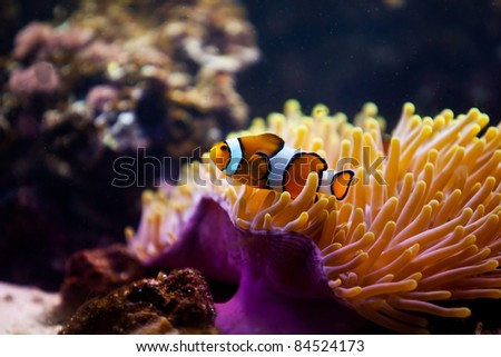striped fish on coral reef
