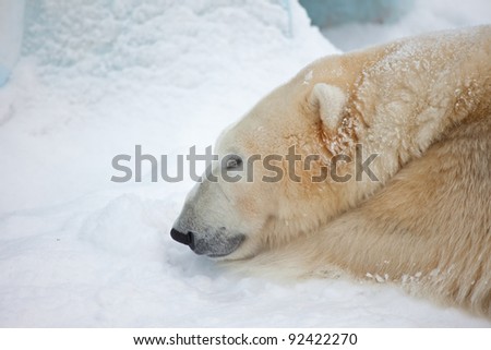 white bear sleep on snow
