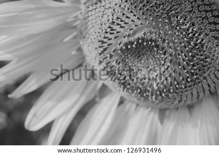 center of sunflower (Black and white)
