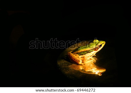Green frog sitting on stainless steel lid