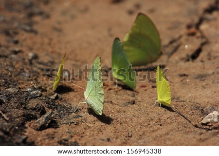 Butterfly, Red, Drinking, Eating, Flying, Fly, Wing, Yellow, Sand, Water, Nature, Catopsilia pomona, Lemon Emigrant