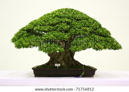 Ficus Bonsai Tree on Banyan Or Ficus Bonsai Tree  Stock Photo 71756812   Shutterstock