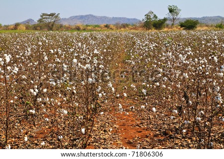 Cotton farms.