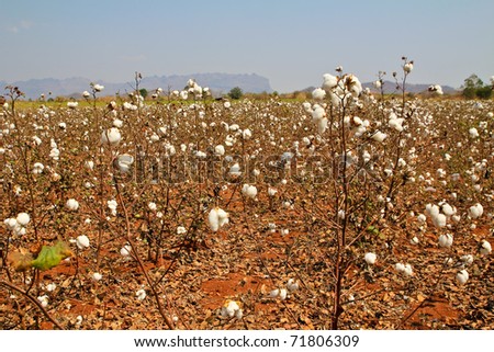 Cotton farms.