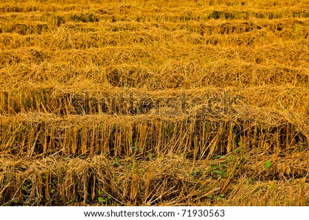 Post-harvest rice farms,Yellow rice fields after the harvest.