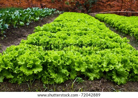 Green leafy vegetables health food.
