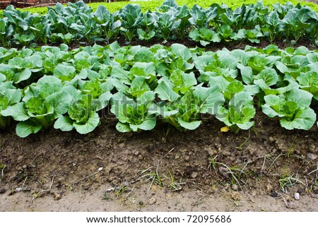 Green leafy vegetables health food.