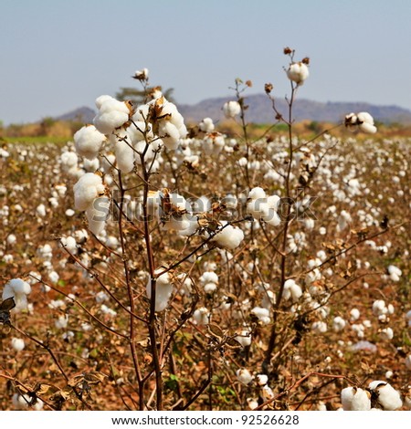 Cotton farms