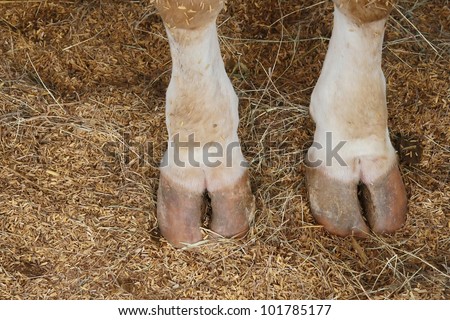 cow hooves