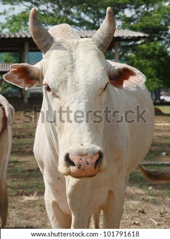 white cow face