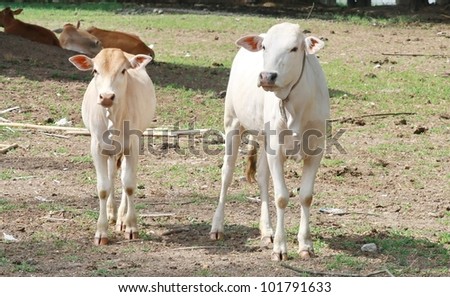 calf and cow mother