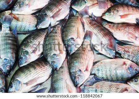 fish background, Tilapia