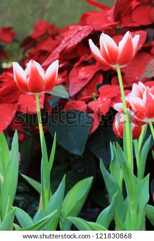 red white tulip