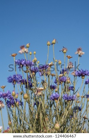 blue grass flower and sky