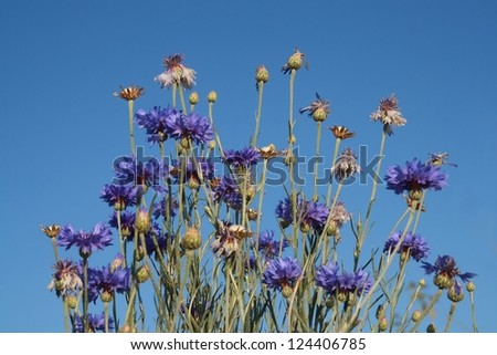 dry blue wild flower and sky