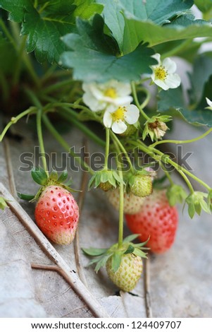 strawberry tree in garden