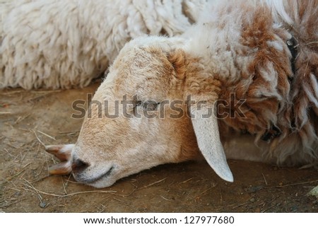 sheep face, sleep