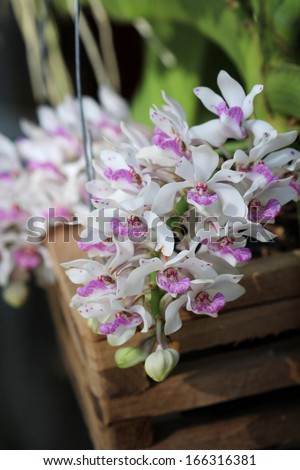 white wild orchid in Thailand
