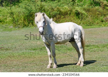 beautiful white horse feeding in a green pasture