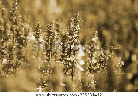 grass flower ,sepia