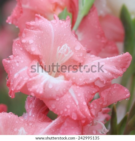 raindrop on flower, gladiolus flower