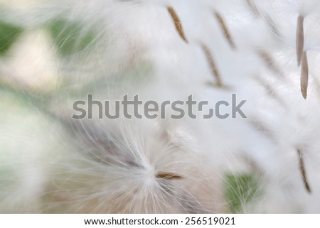 blurred white grass seed