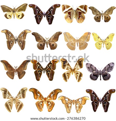 Collection of  night butterflies isolated on white, moth, atlas