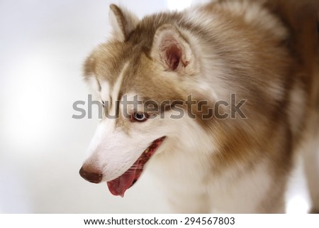 dog eye, Siberian Husky