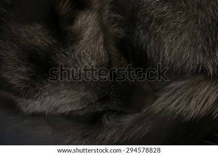 black fox sleeping, head
