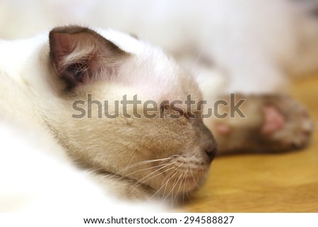 Cute sleeping kitten cat closeup, head
