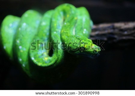 focus dew on green snake head