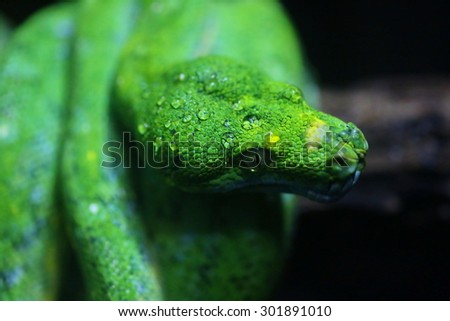focus dew on green snake head