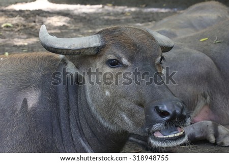buffalo, water buffalo