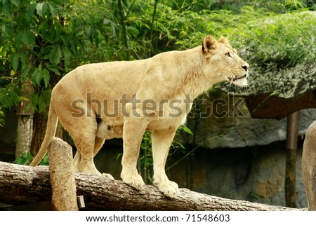 Femal lion stand on a log with forest background