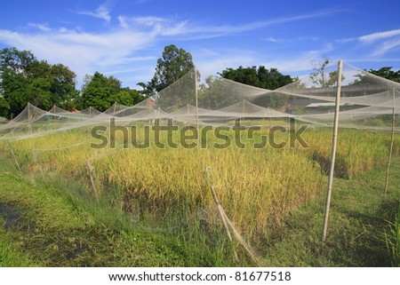 rice field research in net, Thailand