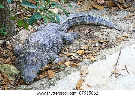 a crocodile sleep in forest, Thailand