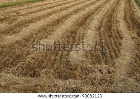 Dry Paddy Field