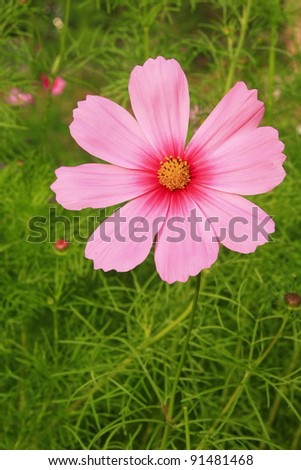one cosmos pink flower in garden