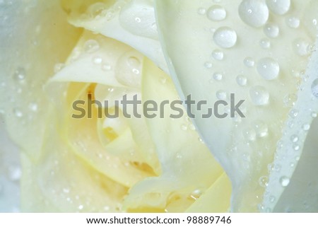 water dew drop on white rose