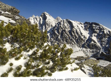View of a white mountains with mountain pine in the foreground. Lomnica in the Slovakian High Tatra Mounains. Slovakia.
