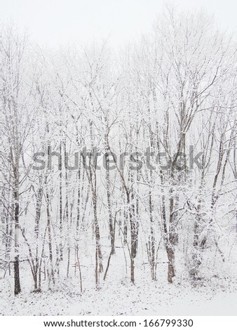 winter in the misty forest