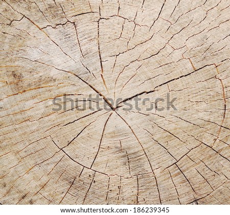 tree circle texture
