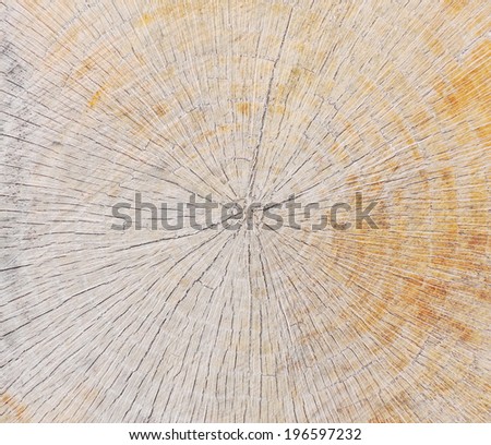 tree circle texture