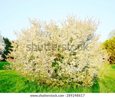 Apple blossoms tree