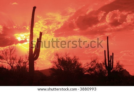 Saguaro cactus silhouette with a rising sun  in Tucson, AZ against an orange sky