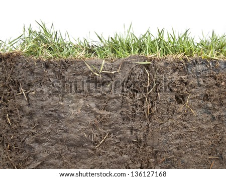 cross section of grass and soil against white background