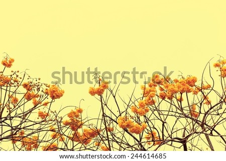 Bouquet of Yellow-cotton- tree flowers on yellow background, blur style